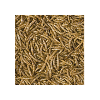 TROPICAL MEAL WORMS 100ML - suszone larwy mącznika dla gadów